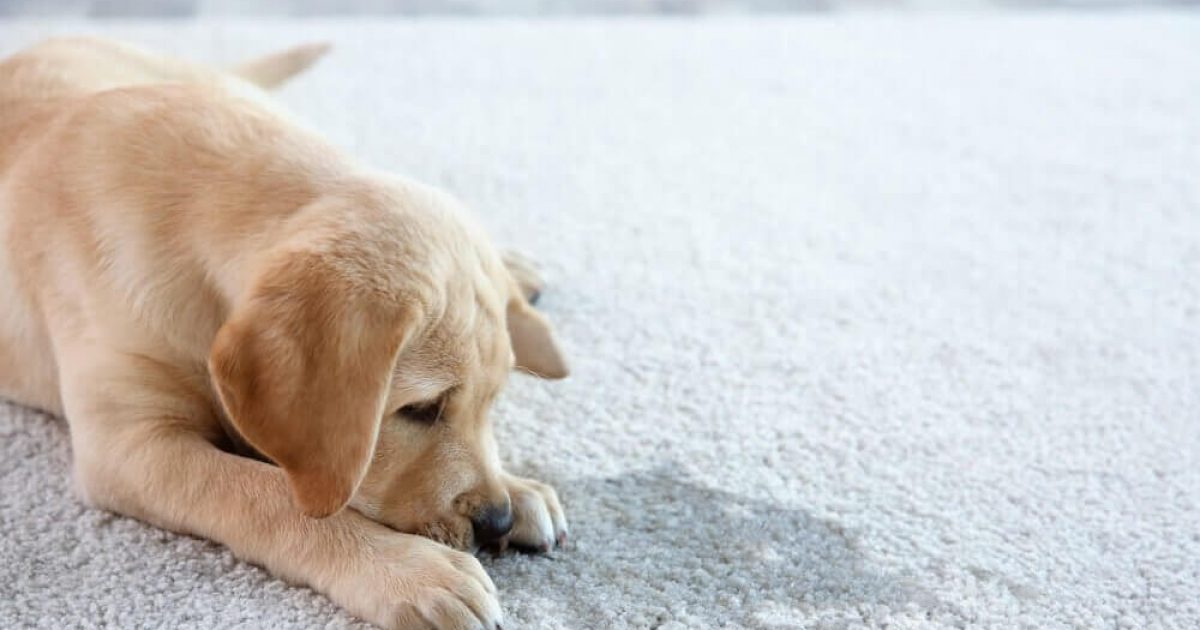 How to Get Dog Smell Out of Carpet | Alpine Maids